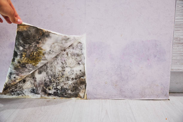 Best Crawl Space Mold Removal  in Gray Summit, MO